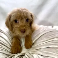 Twix , a male Cavapoo for sale in Joplin, MO – Photo 2 of 4