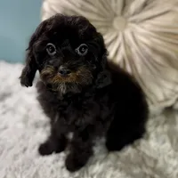 Tanya, a female Cavapoo for sale in Joplin, MO – Photo 3 of 7