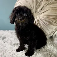 Tanya, a female Cavapoo for sale in Joplin, MO – Photo 6 of 7