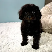 Tanya, a female Cavapoo for sale in Joplin, MO – Photo 4 of 7