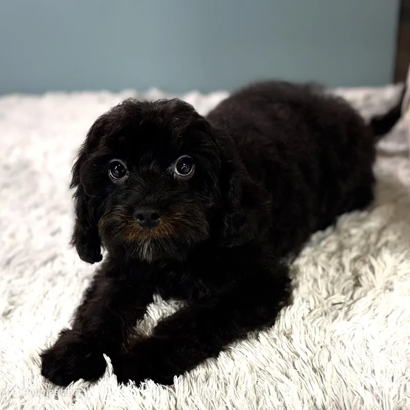 Tanya – Cavapoo puppy for sale in Joplin, MO