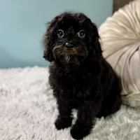 Tanya, a female Cavapoo for sale in Joplin, MO – Photo 2 of 7