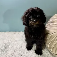 Tanya, a female Cavapoo for sale in Joplin, MO – Photo 5 of 7