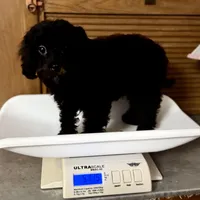 Tanya, a female Cavapoo for sale in Joplin, MO – Photo 7 of 7