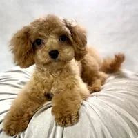 Oscar, a male Cavapoo for sale in Joplin, MO – Photo 1 of 4