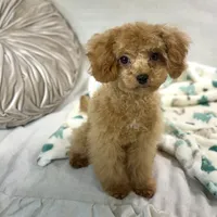 Oscar, a male Cavapoo for sale in Joplin, MO – Photo 4 of 4