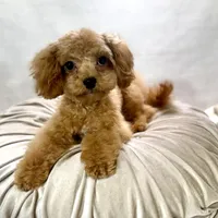 Oscar, a male Cavapoo for sale in Joplin, MO – Photo 2 of 4