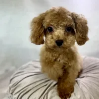 Oscar, a male Cavapoo for sale in Joplin, MO – Photo 3 of 4