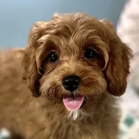 Hank, a male Cavapoo for sale in Joplin, MO – Photo 1 of 4