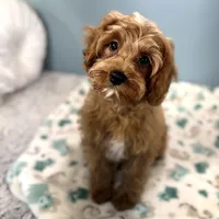 Hank, a male Cavapoo for sale in Joplin, MO – Photo 3 of 4