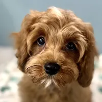 Hank, a male Cavapoo for sale in Joplin, MO – Photo 2 of 4