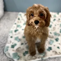 Hank, a male Cavapoo for sale in Joplin, MO – Photo 4 of 4