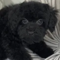 Raven, a female Poodle - Toy  for sale in Joplin, MO – Photo 2 of 10