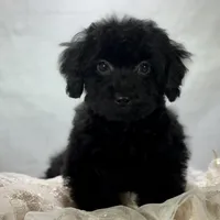 Raven, a female Poodle - Toy  for sale in Joplin, MO – Photo 4 of 10