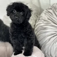 Raven, a female Poodle - Toy  for sale in Joplin, MO – Photo 7 of 10
