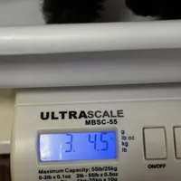 Raven, a female Poodle - Toy  for sale in Joplin, MO – Photo 10 of 10