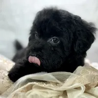 Raven, a female Poodle - Toy  for sale in Joplin, MO – Photo 3 of 10