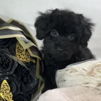 Raven, a female Poodle - Toy  for sale in Joplin, MO – Photo 1 of 10