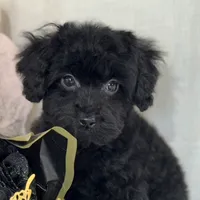 Raven, a female Poodle - Toy  for sale in Joplin, MO – Photo 5 of 10