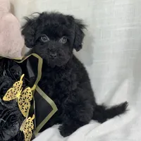 Raven, a female Poodle - Toy  for sale in Joplin, MO – Photo 8 of 10