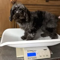 Dolly, a female Cavapoo for sale in Joplin, MO – Photo 7 of 7