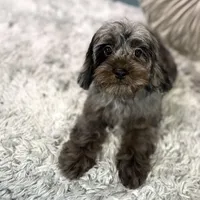 Dolly, a female Cavapoo for sale in Joplin, MO – Photo 2 of 7