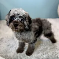 Dolly, a female Cavapoo for sale in Joplin, MO – Photo 4 of 7