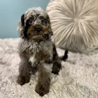 Dolly, a female Cavapoo for sale in Joplin, MO – Photo 3 of 7