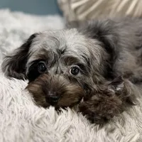 Dolly, a female Cavapoo for sale in Joplin, MO – Photo 1 of 7