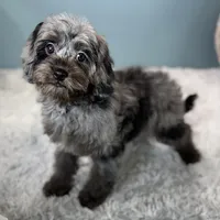 Dolly, a female Cavapoo for sale in Joplin, MO – Photo 5 of 7