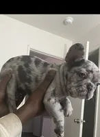 Benzo, a male French Bulldog for sale in Las Vegas, NV – 1 of 1