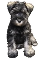 Mercurio, a male Miniature Schnauzer for sale in Covington, KY – 1 of 1