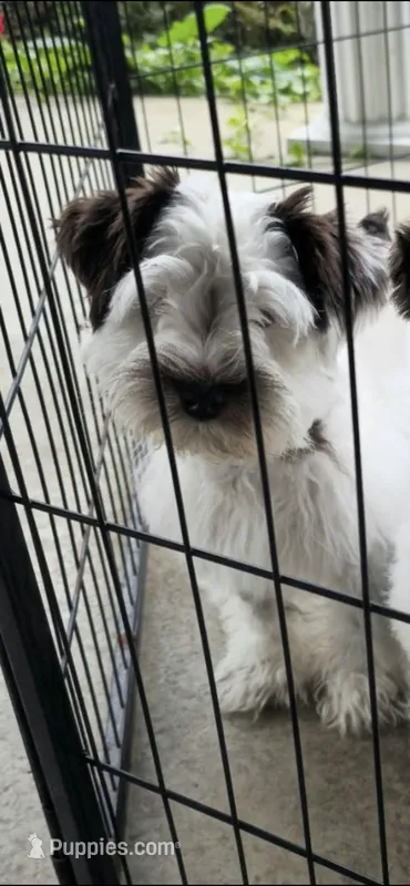 Hei Hei – Miniature Schnauzer puppy for sale in Covington, KY