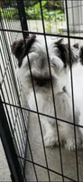Hei Hei, a male Miniature Schnauzer for sale in Covington, KY – 1 of 1