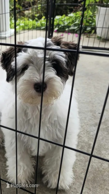 Maui – Miniature Schnauzer puppy for sale in Covington, KY