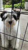 Maui, a male Miniature Schnauzer for sale in Covington, KY – 1 of 1
