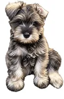 Urano, a male Miniature Schnauzer for sale in Covington, KY – 1 of 1