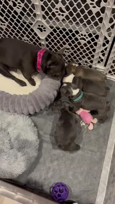 Facility video
