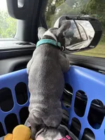 Boomer, a male French Bulldog for sale in Willard, OH – 10 of 10