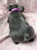 Liberty, a female French Bulldog for sale in Willard, OH – 8 of 8