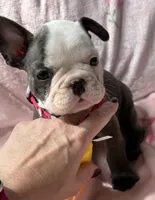 Panda, a female French Bulldog for sale in Willard, OH – 5 of 8