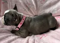 Star, a female French Bulldog for sale in Willard, OH – 8 of 9