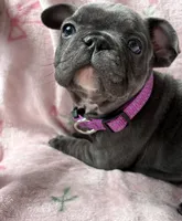 Liberty, a female French Bulldog for sale in Willard, OH – 6 of 8