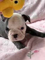 Panda, a female French Bulldog for sale in Willard, OH – 6 of 8