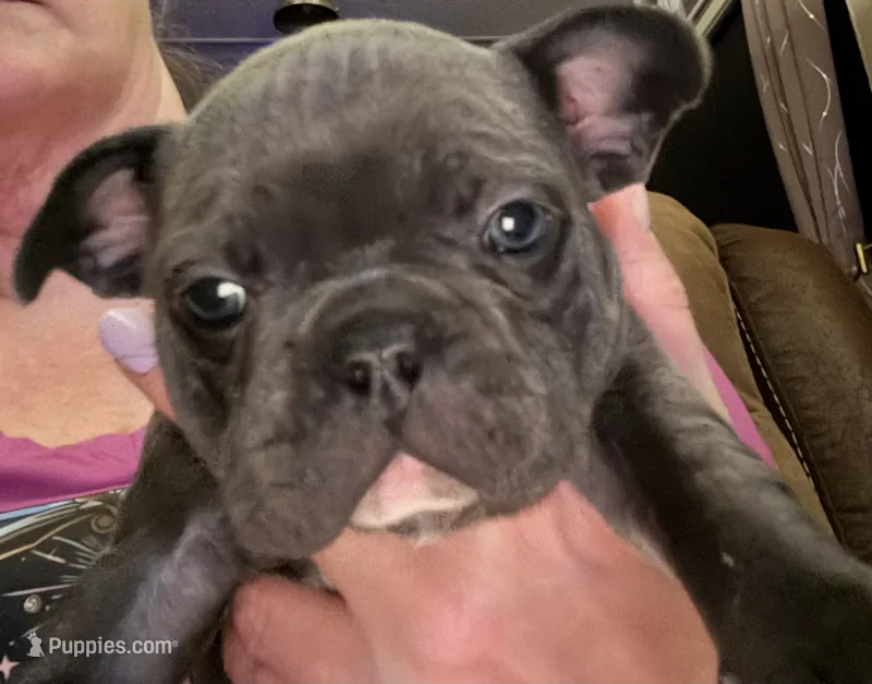 Liberty – French Bulldog puppy for sale in Willard, OH