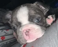 Star, a female French Bulldog for sale in Willard, OH – 6 of 9