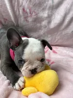 Panda, a female French Bulldog for sale in Willard, OH – 8 of 8