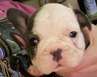 Panda, a female French Bulldog for sale in Willard, OH – 4 of 8
