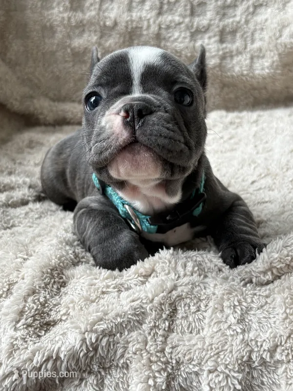 Boomer – French Bulldog puppy for sale in Willard, OH