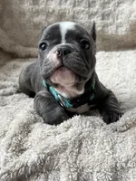 Boomer, a male French Bulldog for sale in Willard, OH – 1 of 10